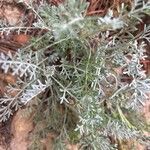 Artemisia maritima Ліст