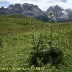 Cirsium x flavescens Habit