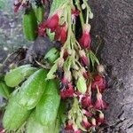 Averrhoa bilimbi Fruit