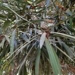 Podocarpus macrophyllus Blatt