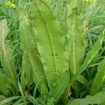 Rumex hydrolapathum Leaf