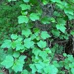 Ribes alpinum Fuelha