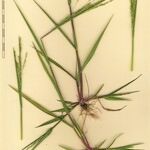 Panicum dichotomiflorum Sonstige