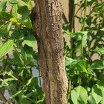 Lycianthes rantonnetii Ekosanga