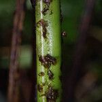 Pteris pteridioides