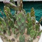 Opuntia monacantha List