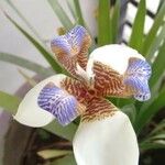 Neomarica gracilis 花
