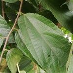 Duboscia macrocarpa Hoja