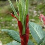 Rhododendron macabeanum Yaprak