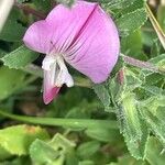 Ononis spinosa Flower