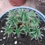 Euphorbia pulvinata List