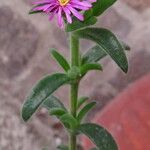 Delosperma ashtonii