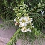 Acacia angustissima Flower