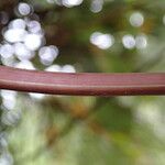 Davallia chaerophylloides Leaf