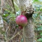 Syzygium cymosum Fruit