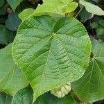 Dombeya wallichii Blad