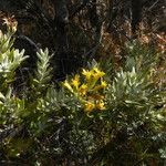 Hubertia tomentosa Frunză