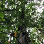 Artocarpus integer Vekstform