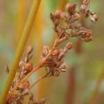 Juncus usitatus Fruitua