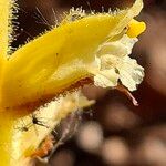 Orobanche gracilis Flor