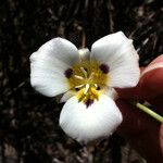 Calochortus leichtlinii Flower