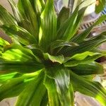 Dracaena acaulis Leaf