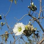 Ipomoea arborescens Floare