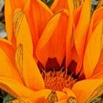 Gazania linearis Цветок