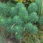 Euphorbia cyparissias Deilen