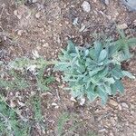 Salvia phlomoides