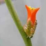 Dyckia marnier-lapostollei Floare