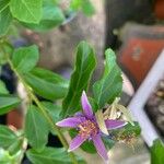 Grewia occidentalis 花