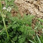 Caucalis platycarpos Likasa