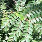 Caesalpinia spinosa Leaf