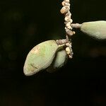 Trichilia surinamensis