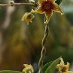 Vincetoxicum indicum Flower