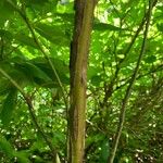 Vaccinium arctostaphylos Bark