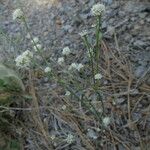 Eriogonum nudum Habitat