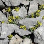 Alyssum cuneifolium Plante entière