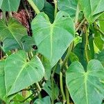 Philodendron hederaceum Blad