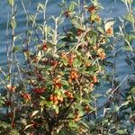 Cotoneaster franchetii Fruto