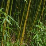 Phyllostachys viridiglaucescens خشب