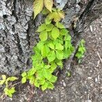 Parthenocissus inserta 葉