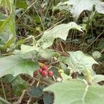 Solanum umbellatum Fruit