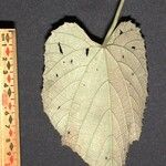 Vitis tiliifolia Ďalší