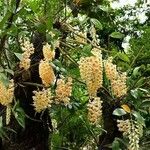 Dendrobium thyrsiflorum Flor