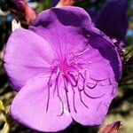 Tibouchina urvilleana Цветок