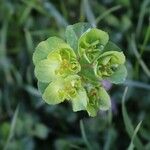 Euphorbia helioscopia Květ