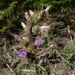 Ptilostemon casabonae Flower