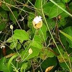 Petrorhagia prolifera Blomma